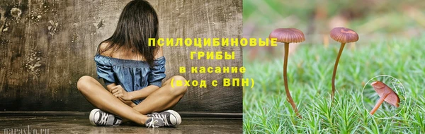 сатива Аркадак